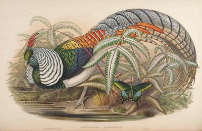 Thaumalea amherstiae = Chrysolophus amherstiae by John Gould